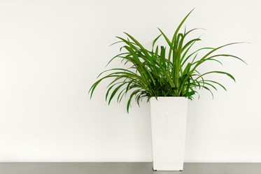 Office Plant